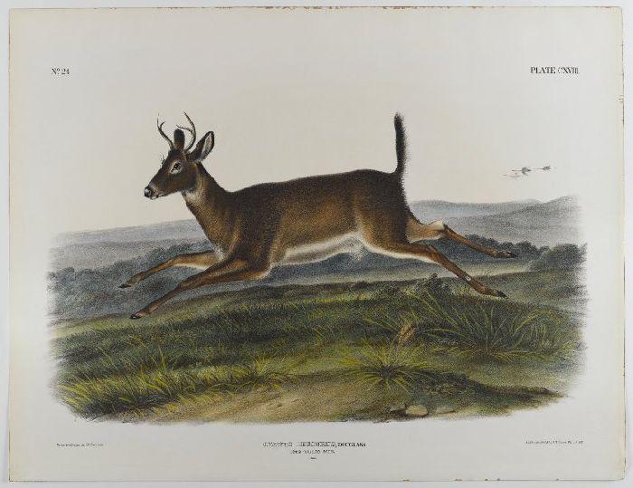 WikiOO.org - Εγκυκλοπαίδεια Καλών Τεχνών - Ζωγραφική, έργα τέχνης John James Audubon - Long-Tailed Deer