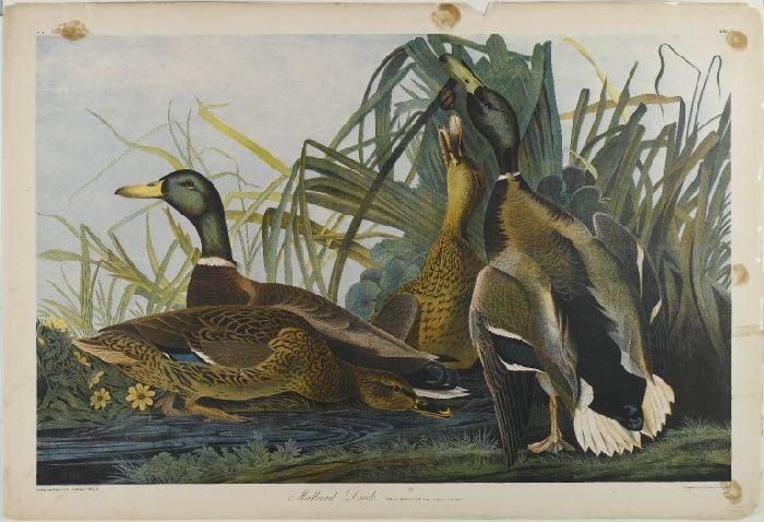 Wikioo.org - The Encyclopedia of Fine Arts - Painting, Artwork by John James Audubon - Mallard Duck