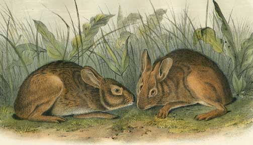Wikioo.org - สารานุกรมวิจิตรศิลป์ - จิตรกรรม John James Audubon - Marsh Hare