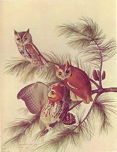 WikiOO.org - 백과 사전 - 회화, 삽화 John James Audubon - Megascops asio