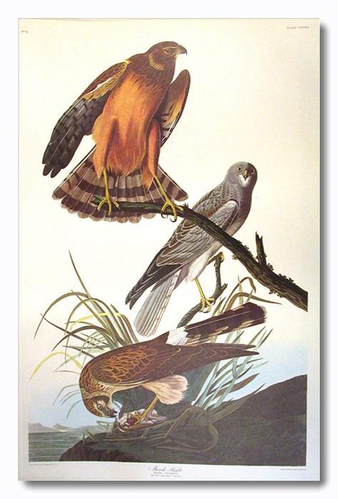 WikiOO.org - 백과 사전 - 회화, 삽화 John James Audubon - Northern Harrier