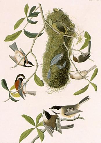 Wikioo.org - The Encyclopedia of Fine Arts - Painting, Artwork by John James Audubon - Paridae