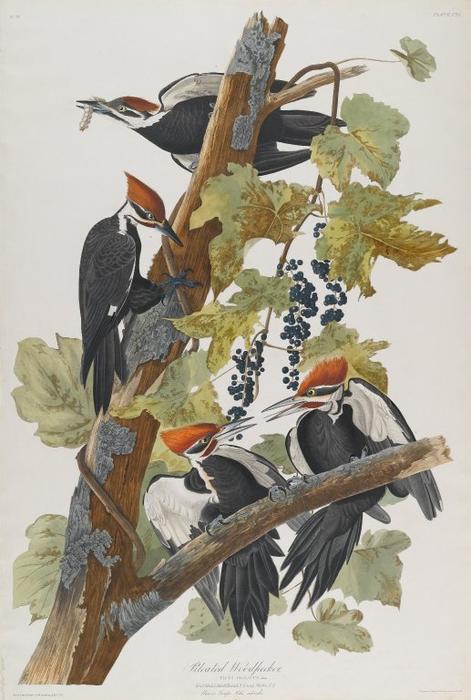 Wikioo.org - สารานุกรมวิจิตรศิลป์ - จิตรกรรม John James Audubon - Pileated Woodpecker 1