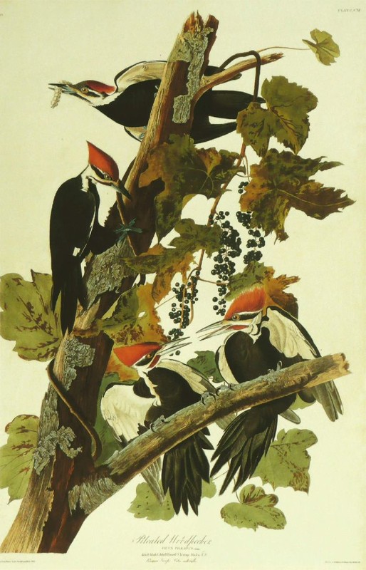 WikiOO.org - Εγκυκλοπαίδεια Καλών Τεχνών - Ζωγραφική, έργα τέχνης John James Audubon - Pileated Woodpecker