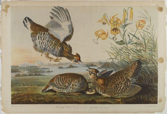 WikiOO.org - Güzel Sanatlar Ansiklopedisi - Resim, Resimler John James Audubon - Pinnated Grous