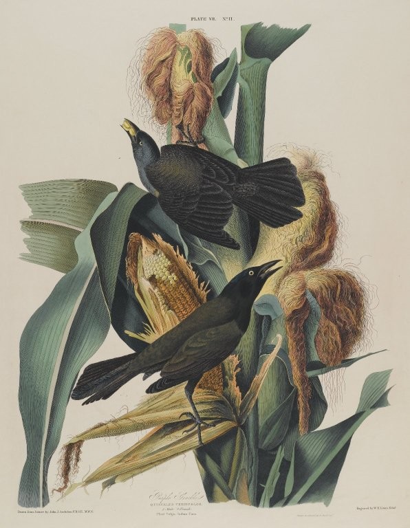 WikiOO.org - אנציקלופדיה לאמנויות יפות - ציור, יצירות אמנות John James Audubon - Purple Grackle