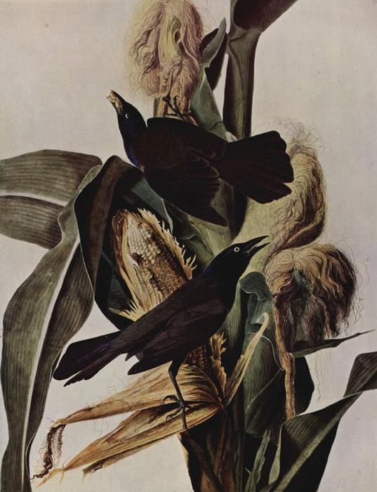 Wikioo.org – La Enciclopedia de las Bellas Artes - Pintura, Obras de arte de John James Audubon - Purpurbootschwanz
