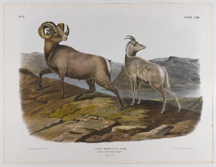 Wikioo.org - The Encyclopedia of Fine Arts - Painting, Artwork by John James Audubon - Rocky Mountain Sheep