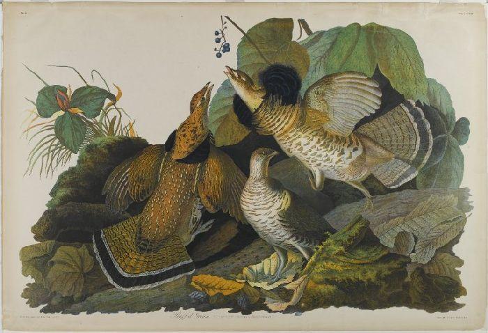 WikiOO.org - Encyclopedia of Fine Arts - Schilderen, Artwork John James Audubon - Ruffed Grouse 1