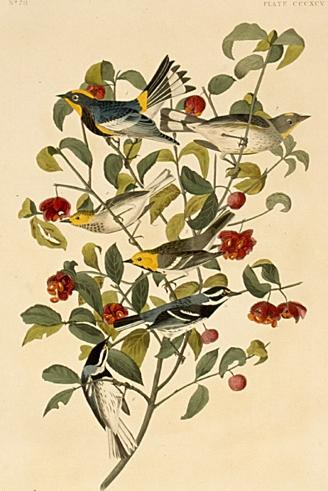 Wikioo.org – La Enciclopedia de las Bellas Artes - Pintura, Obras de arte de John James Audubon - Varias especies de Dendroica.