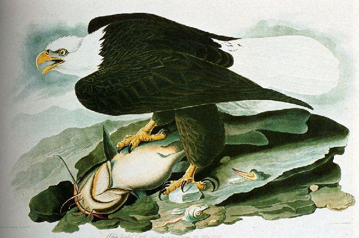 WikiOO.org - Güzel Sanatlar Ansiklopedisi - Resim, Resimler John James Audubon - The Bald-Headed Eagle