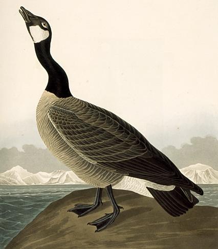 Wikioo.org – La Enciclopedia de las Bellas Artes - Pintura, Obras de arte de John James Audubon - El ganso de Canadá (Branta canadensis)