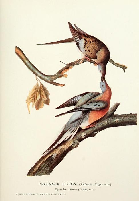 Wikioo.org – La Enciclopedia de las Bellas Artes - Pintura, Obras de arte de John James Audubon - La Paloma de pasajero
