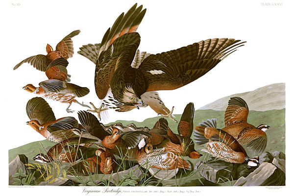 Wikioo.org - Encyklopedia Sztuk Pięknych - Malarstwo, Grafika John James Audubon - Virginian Partridge (Northern Bobwhite) under attack by a young red-shouldered hawk