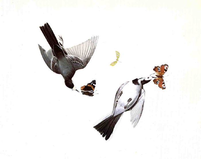 Wikioo.org – La Enciclopedia de las Bellas Artes - Pintura, Obras de arte de John James Audubon - Wagtails