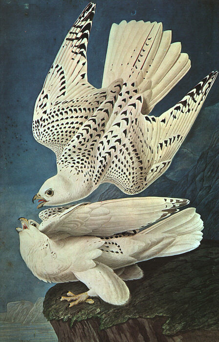 Wikioo.org - The Encyclopedia of Fine Arts - Painting, Artwork by John James Audubon - White Gerfalcons