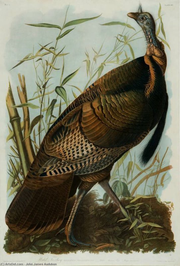 Wikioo.org - The Encyclopedia of Fine Arts - Painting, Artwork by John James Audubon - Wild Turkey