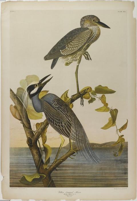 Wikioo.org – La Enciclopedia de las Bellas Artes - Pintura, Obras de arte de John James Audubon - Garza Amarillo-coronada
