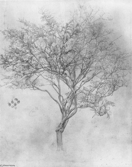 WikiOO.org - Енциклопедия за изящни изкуства - Живопис, Произведения на изкуството Lord Frederic Leighton - Study of a Lemon Tree