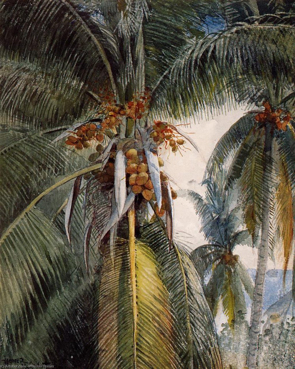 WikiOO.org - دایره المعارف هنرهای زیبا - نقاشی، آثار هنری Winslow Homer - Coconut Palms, Key West