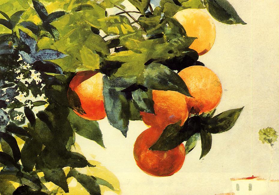 WikiOO.org - Encyclopedia of Fine Arts - Målning, konstverk Winslow Homer - Oranges on a Branch