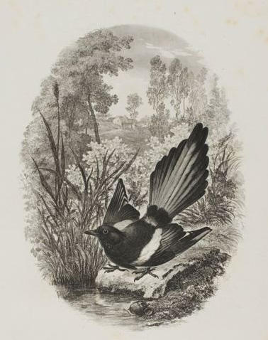 WikiOO.org - Encyclopedia of Fine Arts - Maalaus, taideteos Charles François Daubigny - The Magpie