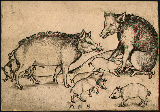 Wikioo.org - The Encyclopedia of Fine Arts - Painting, Artwork by Martin Schongauer - Family of Pigs