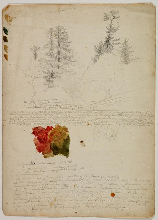 WikiOO.org - Εγκυκλοπαίδεια Καλών Τεχνών - Ζωγραφική, έργα τέχνης Thomas Cole - Beautiful Groups of Pines