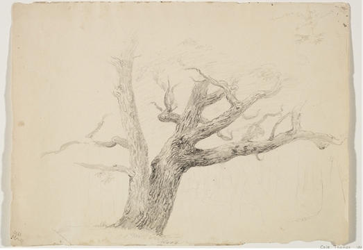 WikiOO.org - 百科事典 - 絵画、アートワーク Thomas Cole - 栗の木