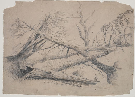 WikiOO.org - Encyclopedia of Fine Arts - Malba, Artwork Thomas Cole - Fallen Trees