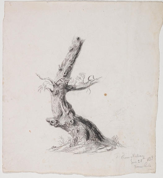 WikiOO.org - Encyclopedia of Fine Arts - Lukisan, Artwork Thomas Cole - Gnarled Tree Trunk with Lea