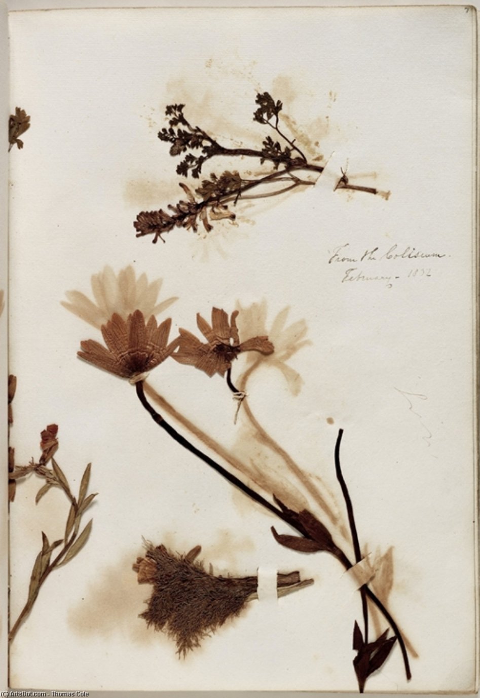 WikiOO.org - Енциклопедия за изящни изкуства - Живопис, Произведения на изкуството Thomas Cole - Plants from the Coliseum