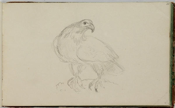 WikiOO.org - Encyclopedia of Fine Arts - Lukisan, Artwork Thomas Cole - Study, Bird