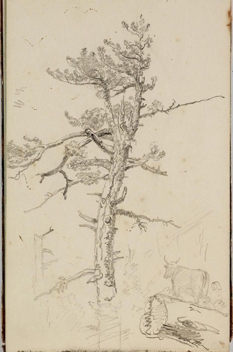 WikiOO.org - Encyclopedia of Fine Arts - Lukisan, Artwork Thomas Cole - Study, Tree 11
