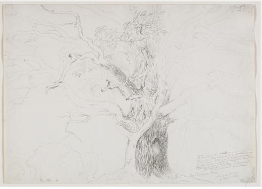 WikiOO.org - Encyclopedia of Fine Arts - Lukisan, Artwork Thomas Cole - Tree on the Genesee Flats
