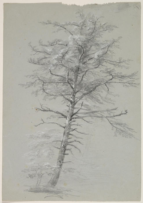 WikiOO.org - Encyclopedia of Fine Arts - Målning, konstverk Thomas Cole - Tree9