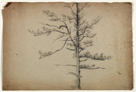 WikiOO.org - Encyclopedia of Fine Arts - Målning, konstverk Thomas Cole - White Birch Tree
