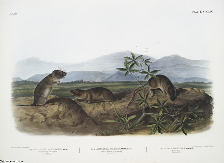 WikiOO.org – 美術百科全書 - 繪畫，作品 John James Audubon - 1. Arvicola Townsendii，汤森Arvicola; 2. Arvicola nasuta，夏普鼻Arvicola。自然大小。 3.亩riparius，银行鼠。自然大小