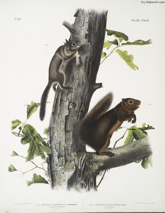 WikiOO.org - Encyclopedia of Fine Arts - Maalaus, taideteos John James Audubon - 1. Sciurus Fremonsii, Fremont's Squirrel. Natural size; 2. Sciurus fuliginosus, Sooty Squirrel. Natural size