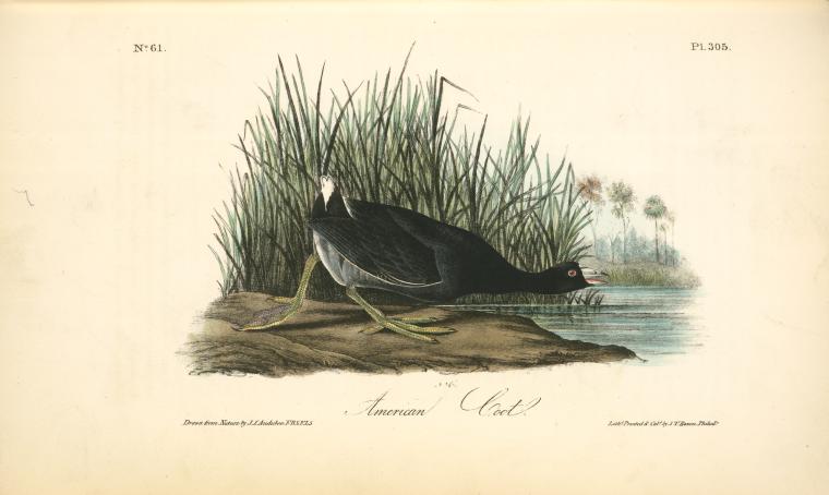 WikiOO.org - Güzel Sanatlar Ansiklopedisi - Resim, Resimler John James Audubon - American Coot