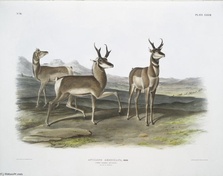 WikiOO.org - Encyclopedia of Fine Arts - Maalaus, taideteos John James Audubon - Antilope Americana, Prong-horned Antelope