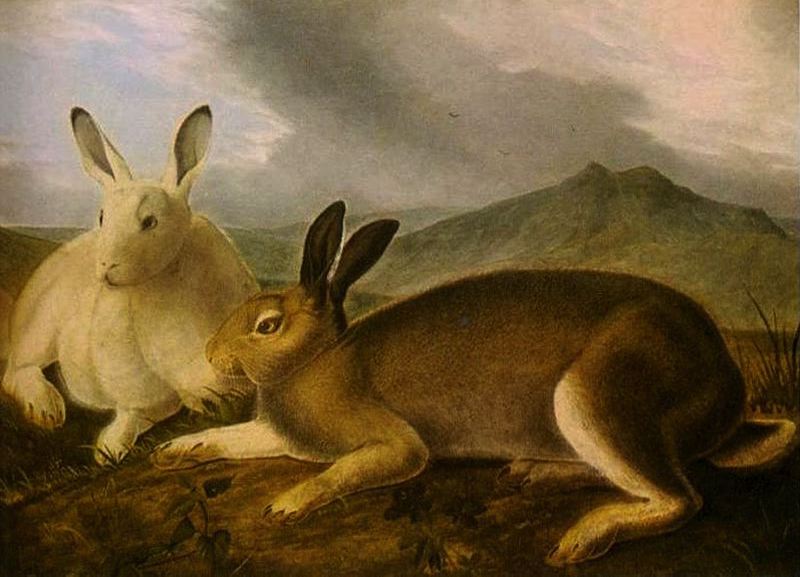 Wikioo.org – La Enciclopedia de las Bellas Artes - Pintura, Obras de arte de John James Audubon - Liebre ártica