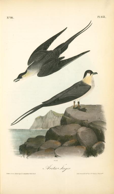 WikiOO.org - Güzel Sanatlar Ansiklopedisi - Resim, Resimler John James Audubon - Arctic Jager