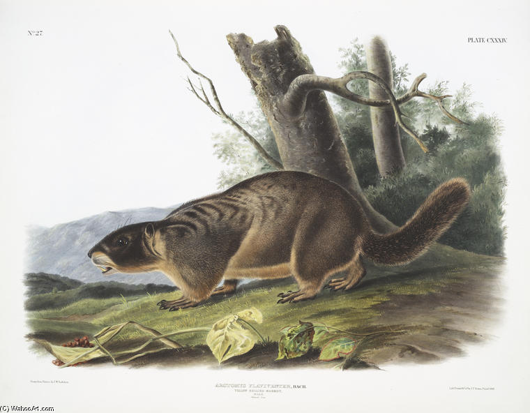 Wikioo.org - The Encyclopedia of Fine Arts - Painting, Artwork by John James Audubon - Arctomys flaviventer, Yellow-bellied Marmot. Male. Natural size