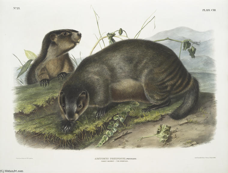 Wikioo.org - สารานุกรมวิจิตรศิลป์ - จิตรกรรม John James Audubon - Arctomys pruinosus, Hoary Marmot -- The Whistler