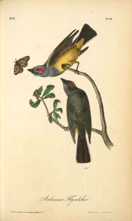 WikiOO.org - 백과 사전 - 회화, 삽화 John James Audubon - Arkansaw Flycatcher