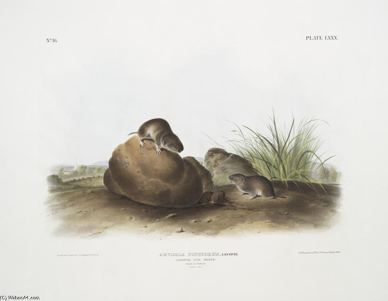 WikiOO.org - Encyclopedia of Fine Arts - Maalaus, taideteos John James Audubon - Arvocola pinetorum, Lecontes Pine Mouse