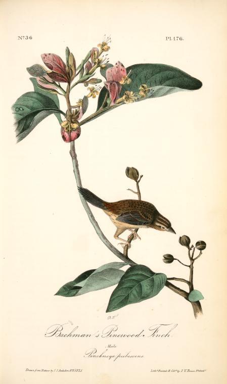 Wikioo.org - The Encyclopedia of Fine Arts - Painting, Artwork by John James Audubon - Bachman's Pinewood Finch. Male. (Pinckneya pubescens)