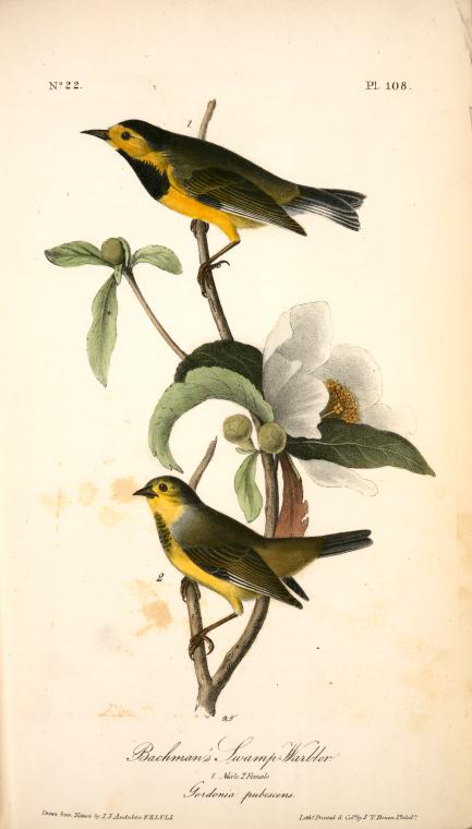 Wikioo.org - The Encyclopedia of Fine Arts - Painting, Artwork by John James Audubon - Bachman's Swamp-Warbler. 1. Male. 2. Female. (Gordonia pubescens.)