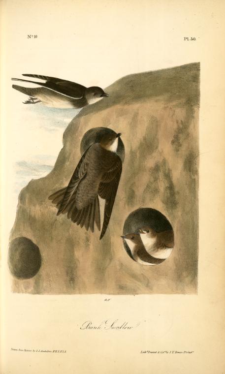 Wikioo.org – L'Enciclopedia delle Belle Arti - Pittura, Opere di John James Audubon - Bank Rondine